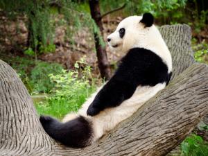 Панды превращают древесину в биотопливо