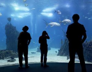 На ВВЦ в 2014 году откроется крупнейший в России океанариум