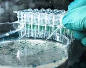 Бактерии могут производить бензин