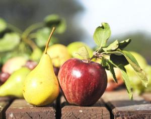 В МГУ расскажут о самых перспективных яблонях