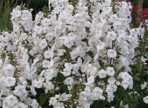 Флокс пятнистый