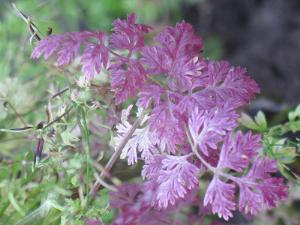 Вышла подробная книжка по пряным травам