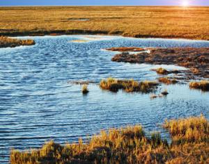 Васюганские болота станут федеральным заповедником