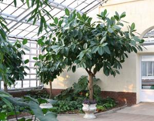 Детей Сибири обложили миртом и лавром