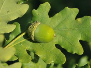В Астраханской области охраняют пойму Волги и будут охранять дубы