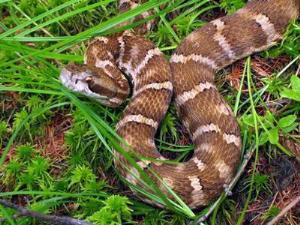 На Курилах обнаружили неизвестную ядовитую змею