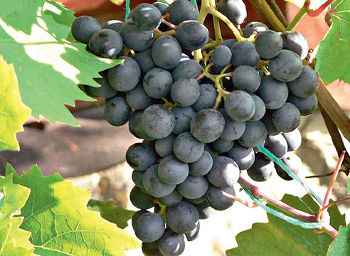 виноград, сорта винограда, виноград Агат Донской