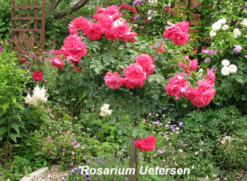 Штамбовая роза Rosarium Uetersen