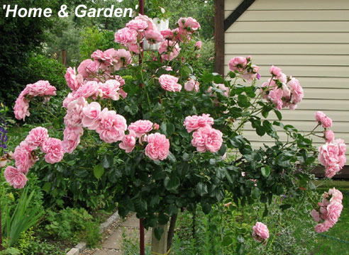 Штамбовая роза группы флорибунда Home & Garden