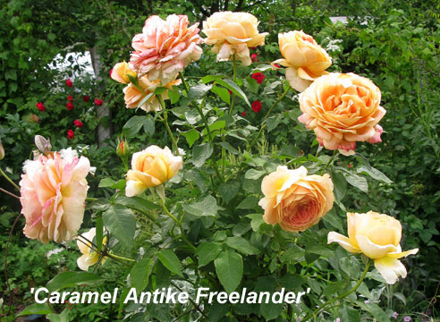 Штамбовая чайно-гибридная роза Caramel Antike Freelander