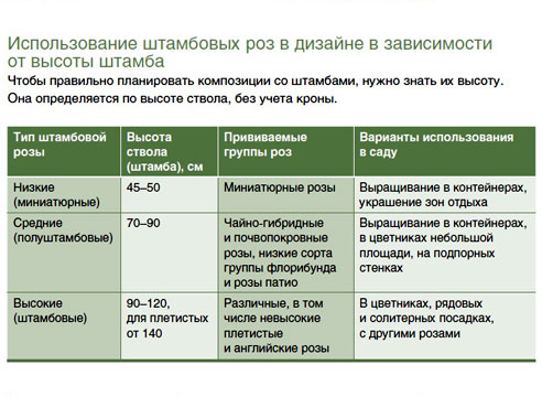 Штамбовые розы в дизайне сада. Таблица