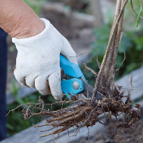 облепиха посадка