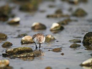 Российского кулика-лопатня нужно охранять в Китае