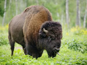 Заповедник Брянский лес станет частью национального парка