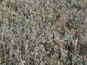 Растения умеют поливать почву вокруг себя, но не ради себя