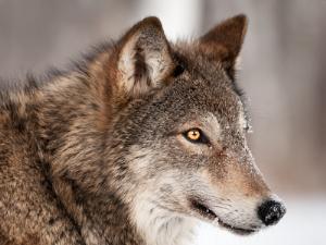 В Тюмени открывается зоопарк