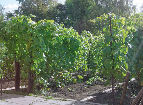 Виноградная аллея между шпалерами в Тульской области