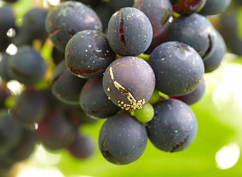 Оидиум на плодах винограда
