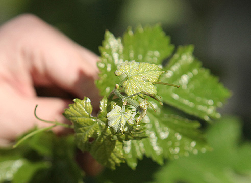 Оидиум (настоящая мучнистая роса) на листьях винограда.