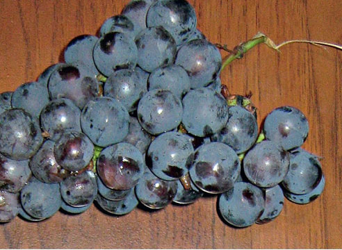 Сорта винограда, виноград Амурский прорыв