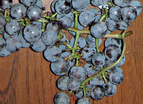 Сорта винограда, виноград Амурский триумф