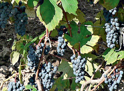 Сорта винограда, виноград Дальневосточный Новикова