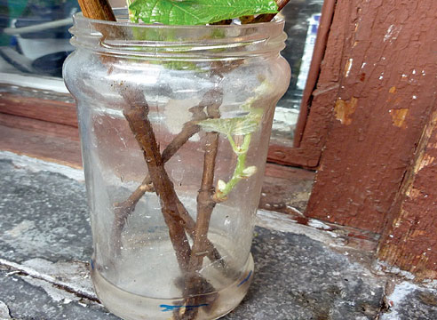 Укоренение черенков винограда в воде