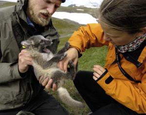В России разработаны современные методы мониторинга ценных популяций зверей