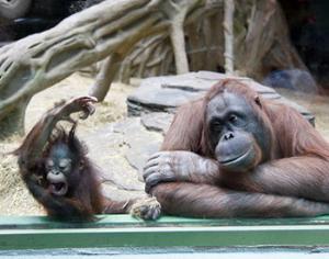 Зоопарк в Перми будет построен на территории охраняемой природной зоны