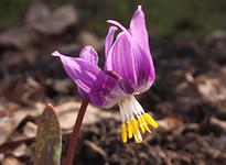 Кандык сибирский и Доломитовы Альпы