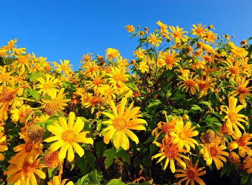 Tithonia rotundifoliа