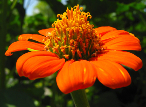 Tithonia rotundifoliа