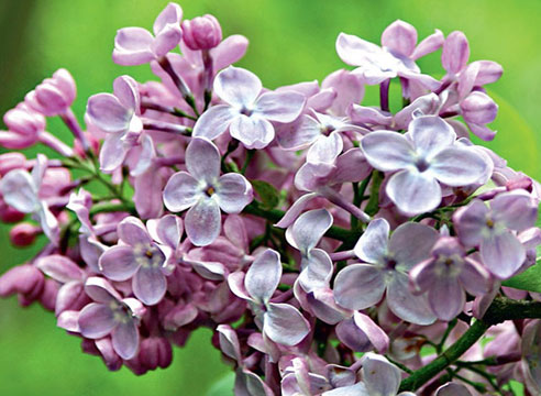 Сорта сирени. Сирень гиацинтоцветная Blue Hyacinth