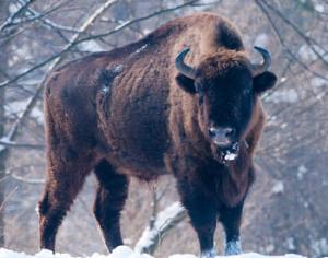 В Приокско-Террасном заповеднике вымирают зубры