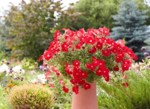 Выращивание петунии в контейнере