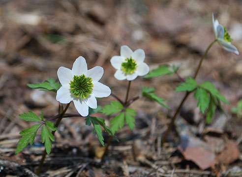 Ветреница дубравная Green Fingers