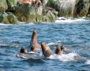 Шантарские острова стали национальным парком