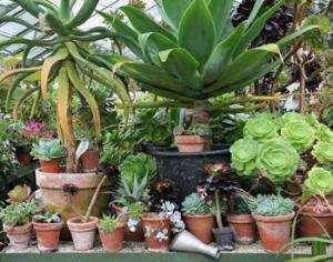 В Аптекарском огороде появилась экспозиция кактусов