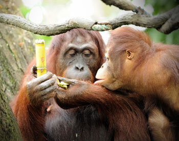 В зоопарке обезьян лишили бананов 