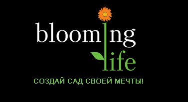 BLOOMING LIFE 
