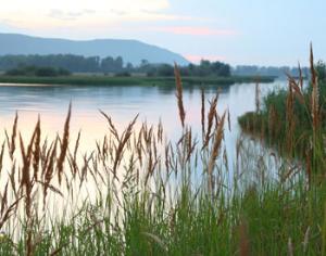 Муранский бор станет природным парком