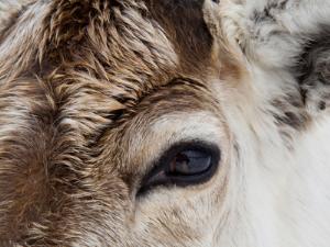 Один поезд сбил полсотни оленей