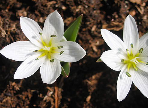 Безвременник венгерский Velebit Star