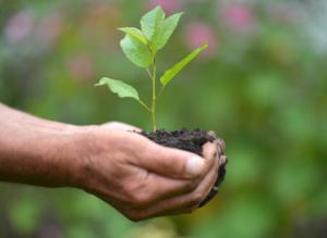 Плодовый сад на болоте или вырубке