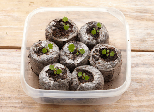 Как выращивать семена клубники в торфяных таблетках?