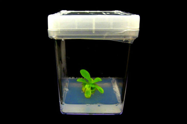 Учёные создали растение-светильник 