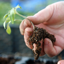 Пикировка Пикировка