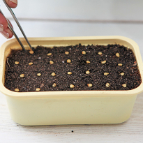 Посев семян