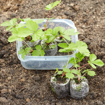 Земляника из семян