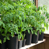 Крепкая рассада